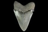 Serrated, Juvenile Megalodon Tooth - Georgia #142346-1